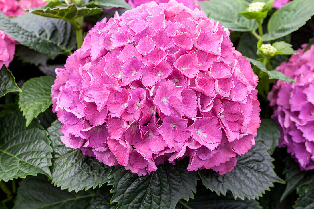 Hydrangea macrophylla, rosa