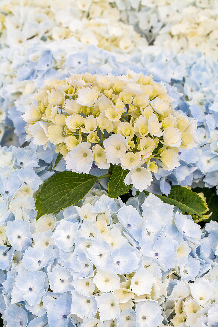 Hydrangea macrophylla 'Hopaline'®