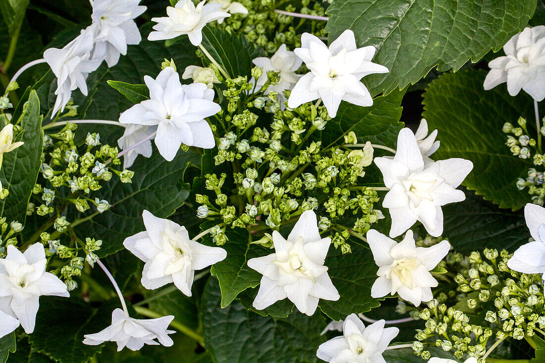 Hydrangea macrophylla 'Fireworks White'®