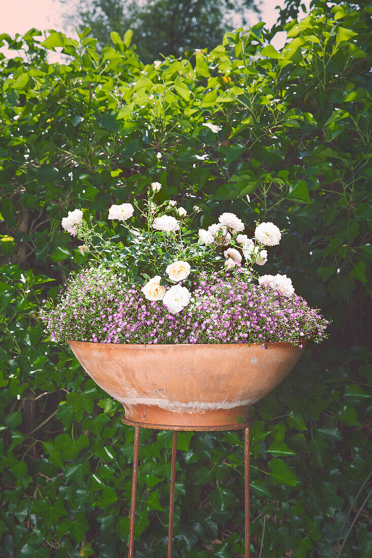 Rosen in Pflanzschale