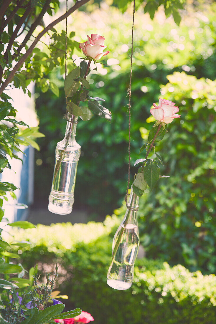 Rosen in hängenden Flaschen