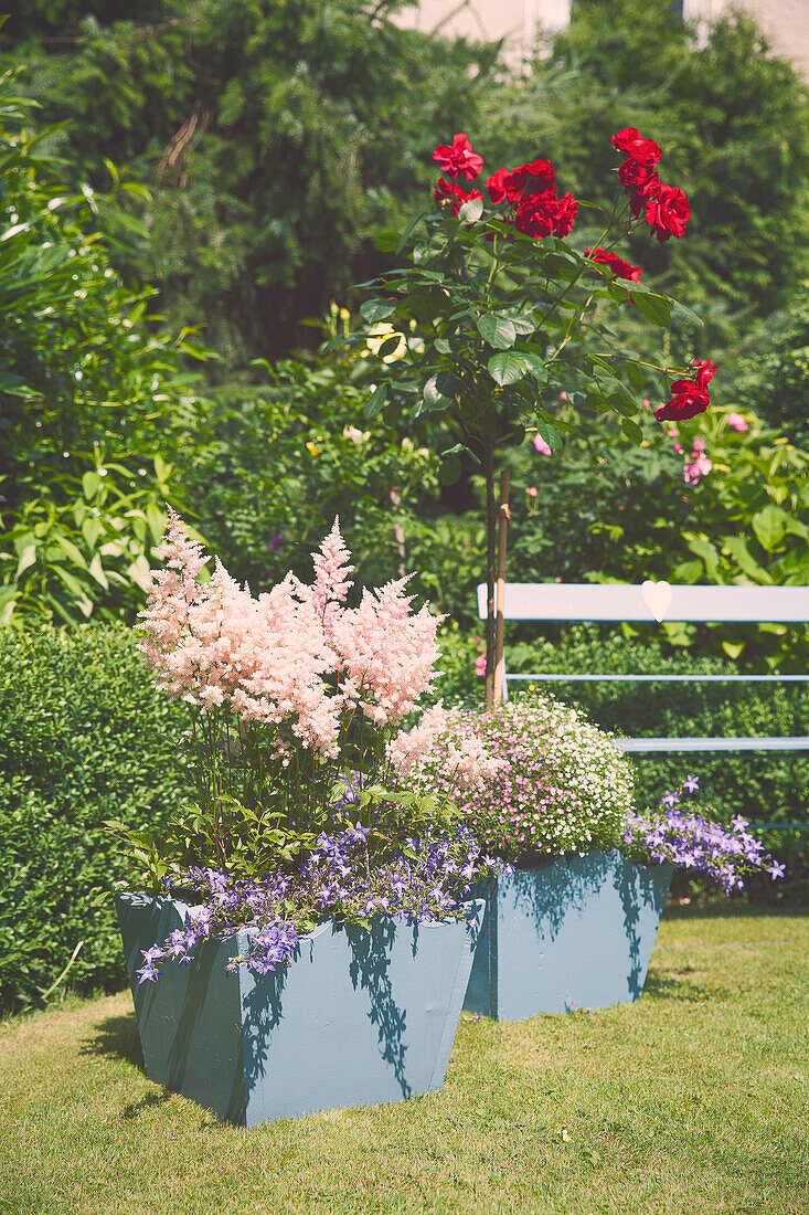 Astilbe und Rose in Pflanzgefäß