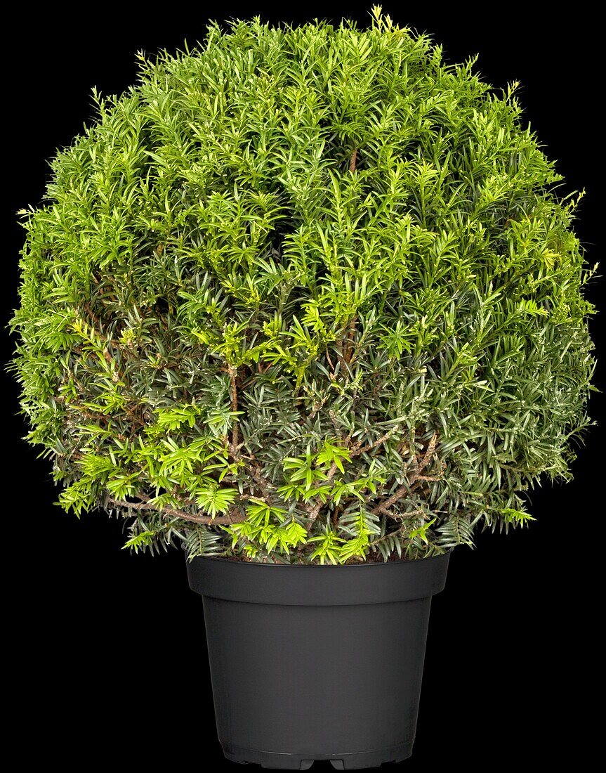 Taxus baccata, globe