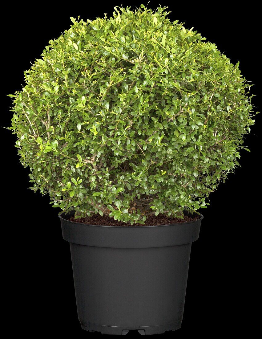 Ilex crenata 'Stokes', globe bulb