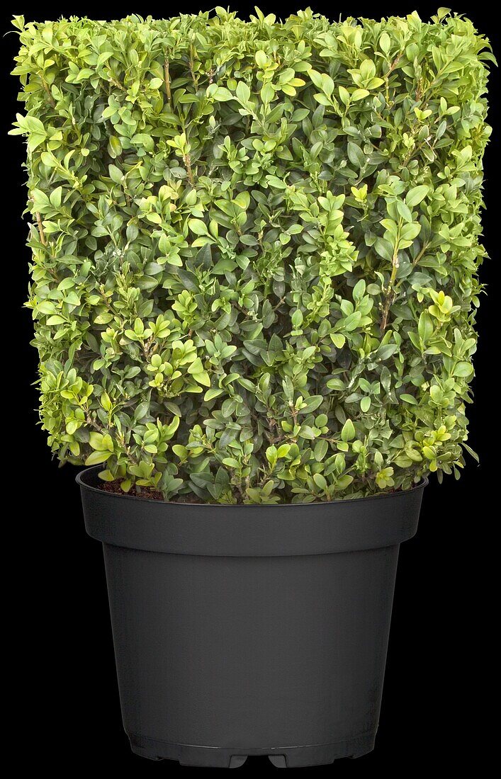 Buxus sempervirens, cube