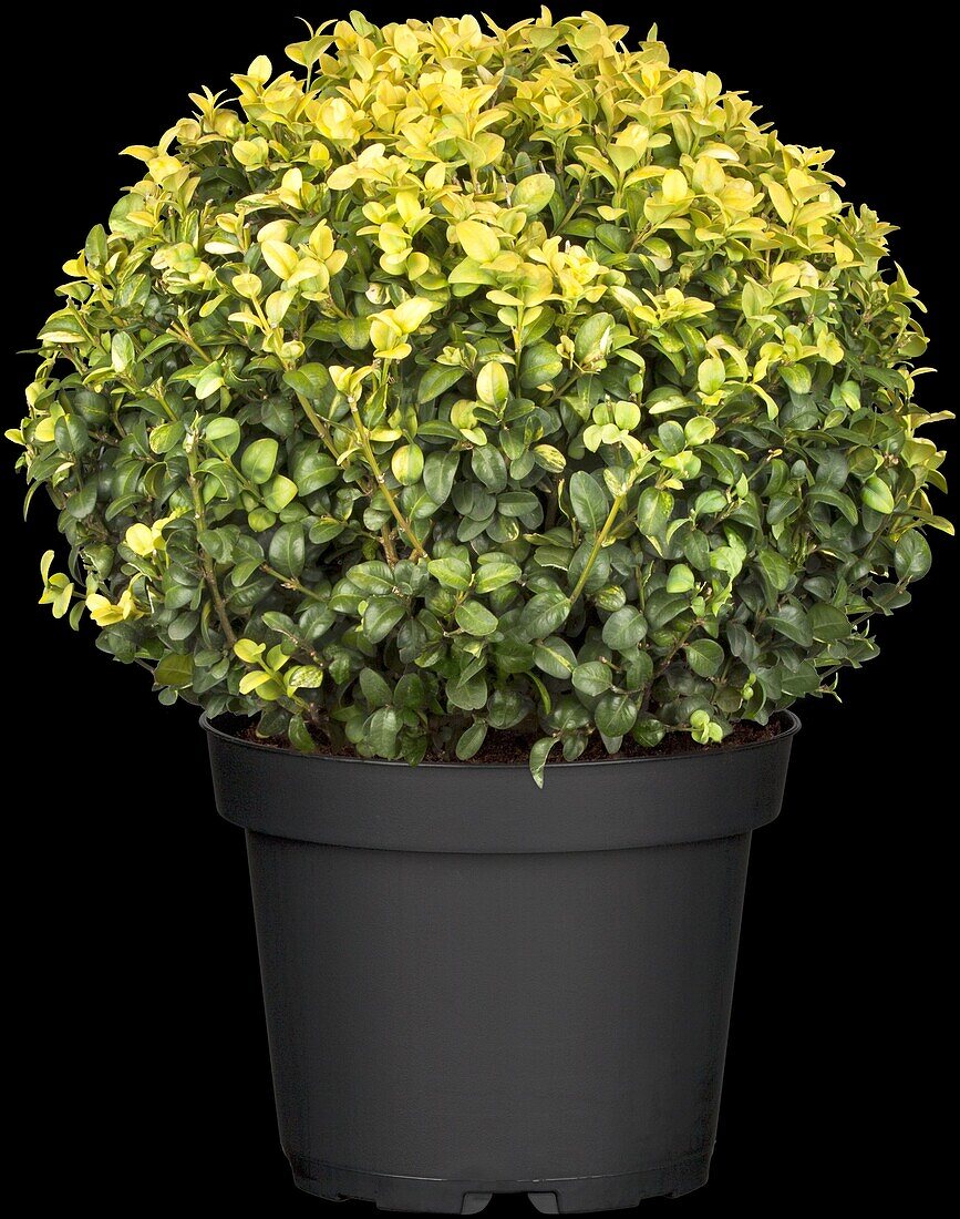 Buxus sempervirens 'Aureovariegata', globe ball