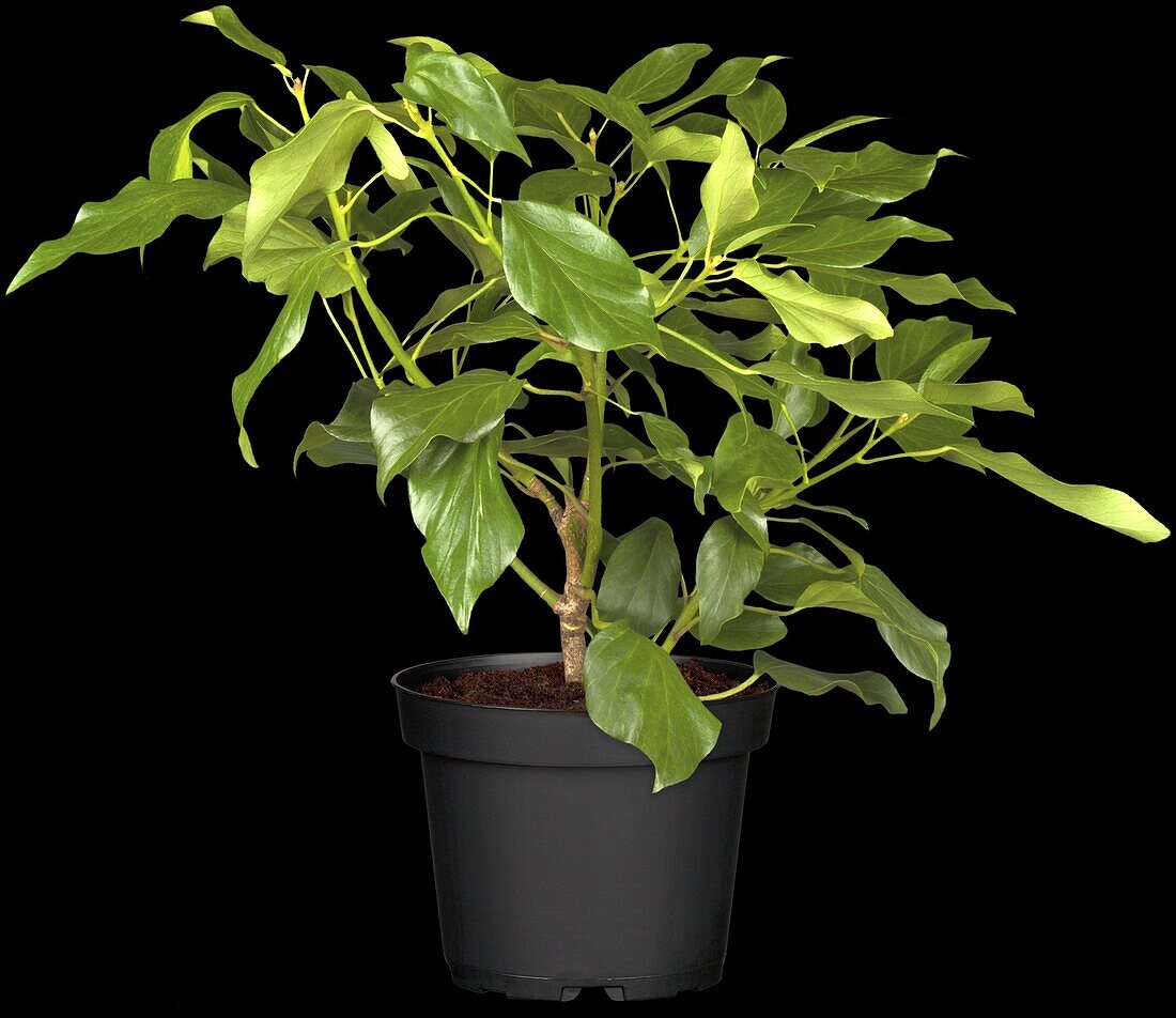 Hedera colchica 'Arborescens'