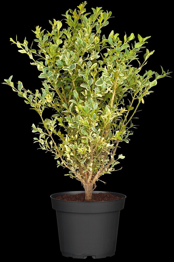 Ilex crenata