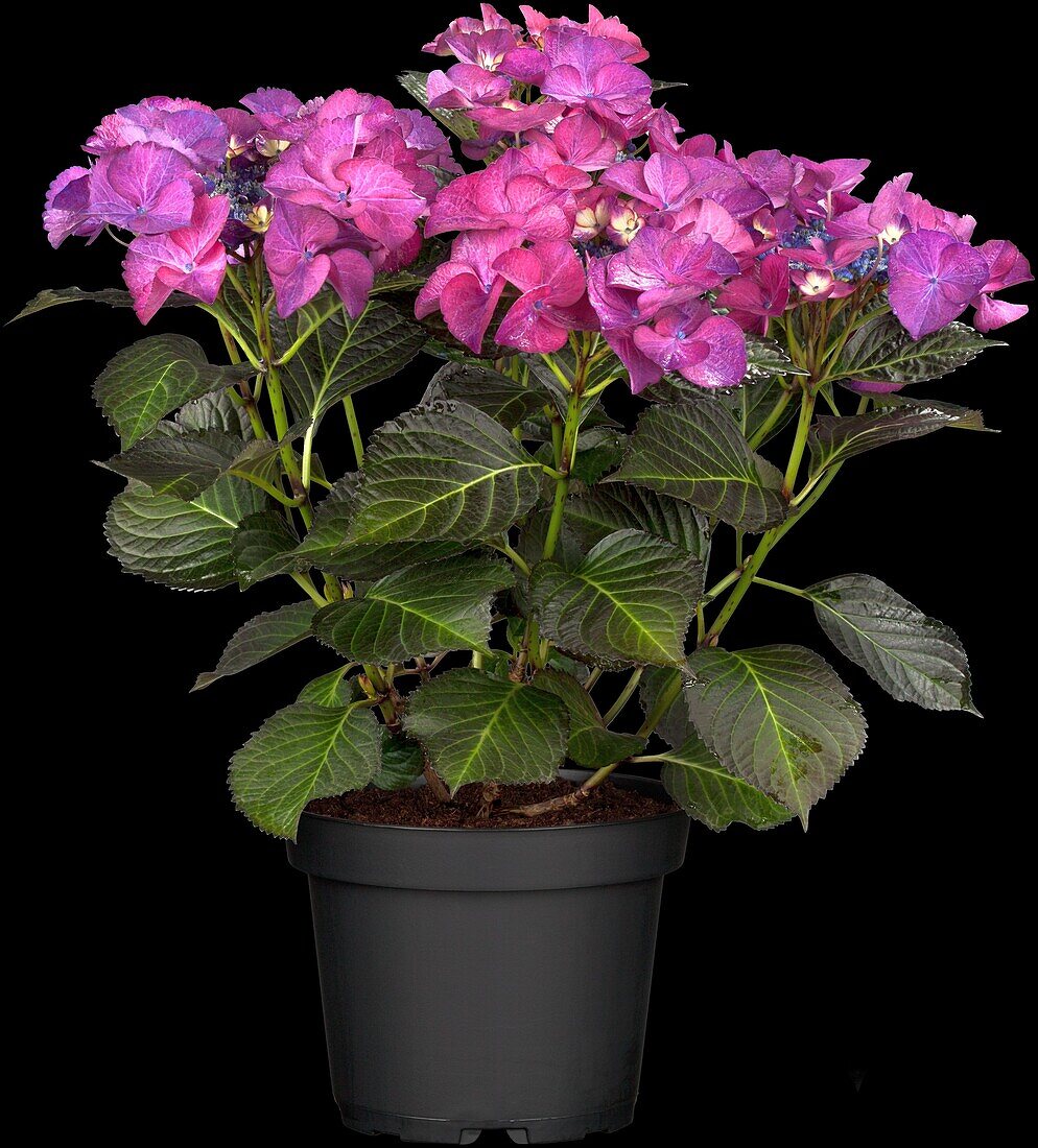 Hydrangea macrophylla 'Dark Angel® Purple'