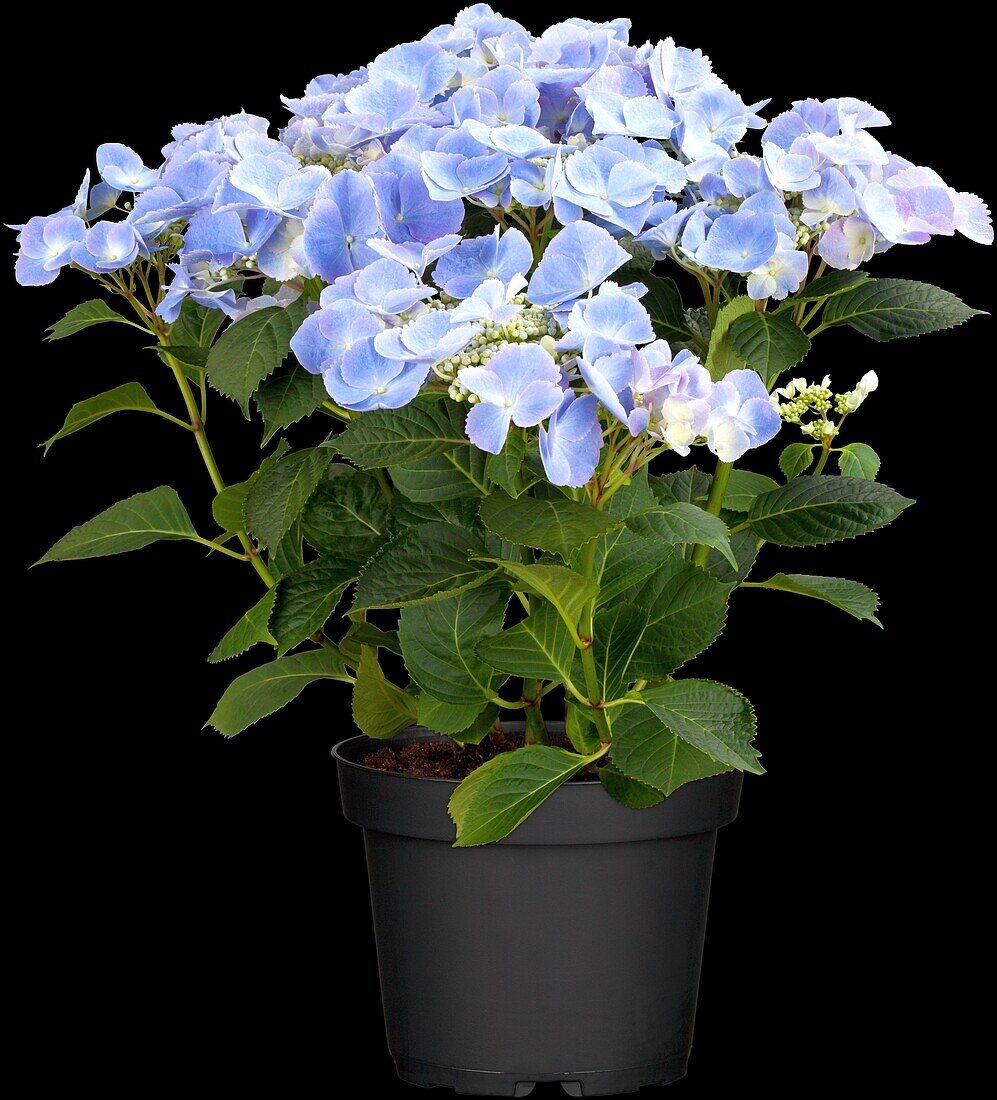 Hydrangea macrophylla 'Frisbee'®