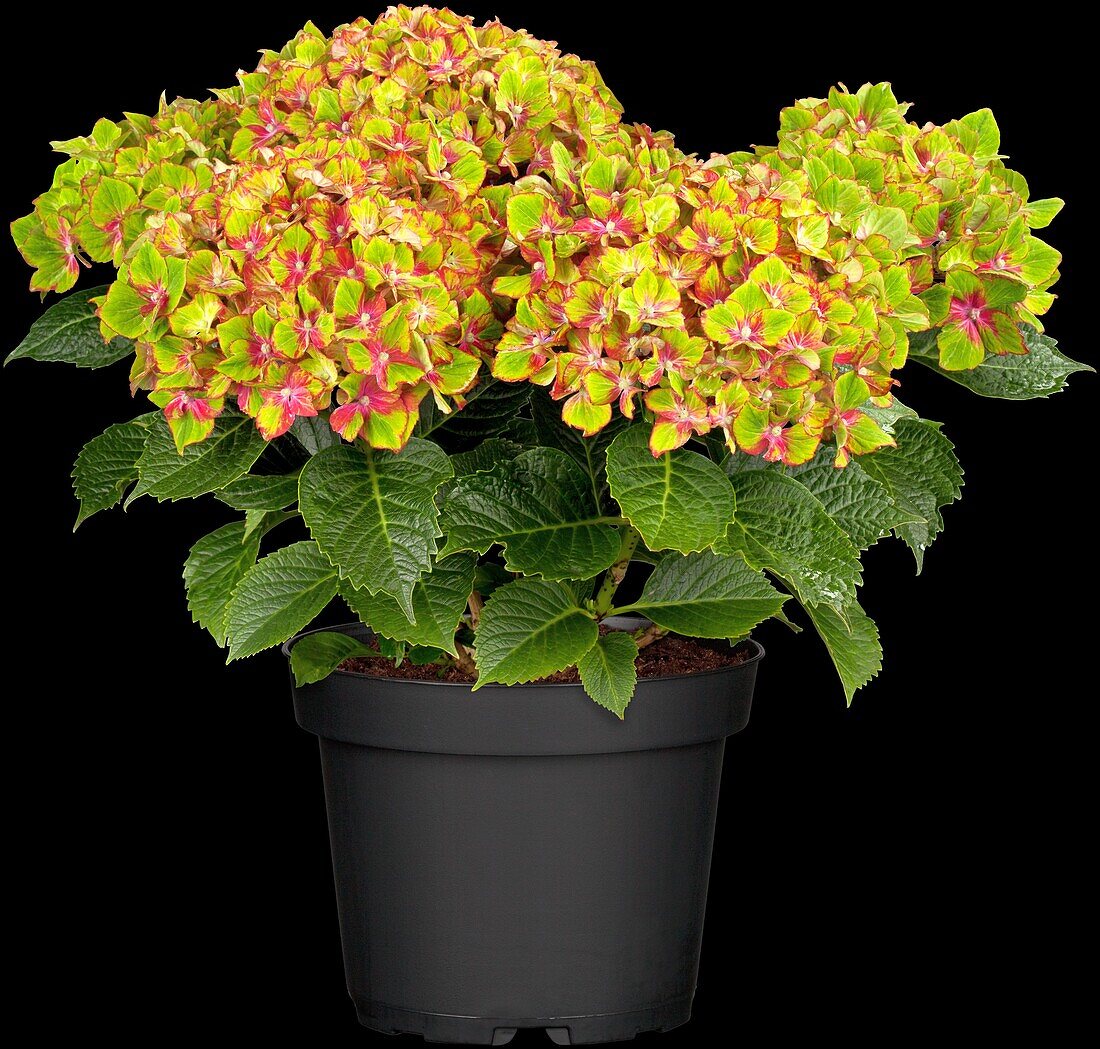 Hydrangea macrophylla 'Saxon® Schloss Wackerbarth, Horwack(s)'