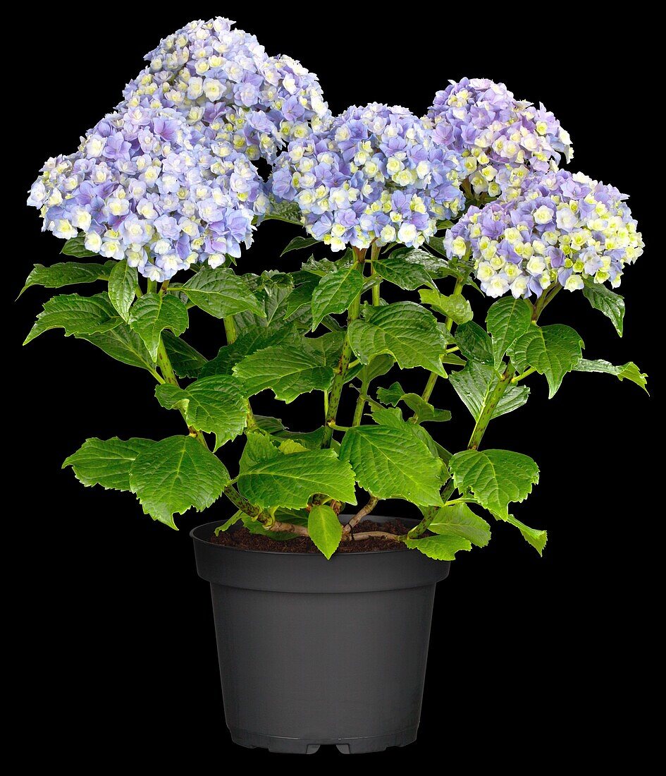 Hydrangea macrophylla You & Me 'Together'®