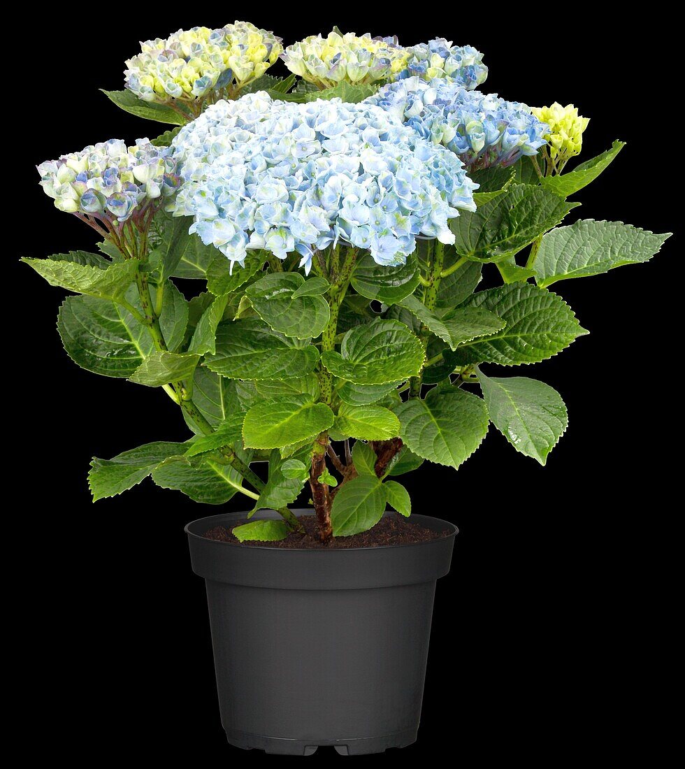 Hydrangea macrophylla 'Magical Revolution'®, blau