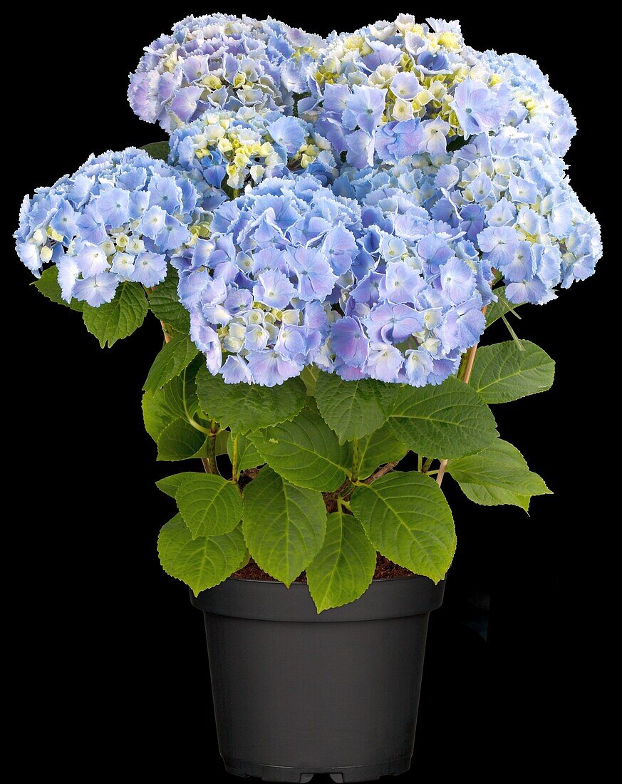 Hydrangea macrophylla 'Homigo'®