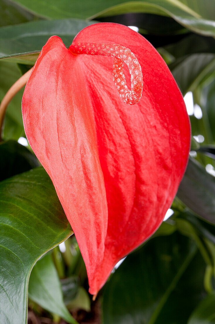 Anthurium scherzerianum, red