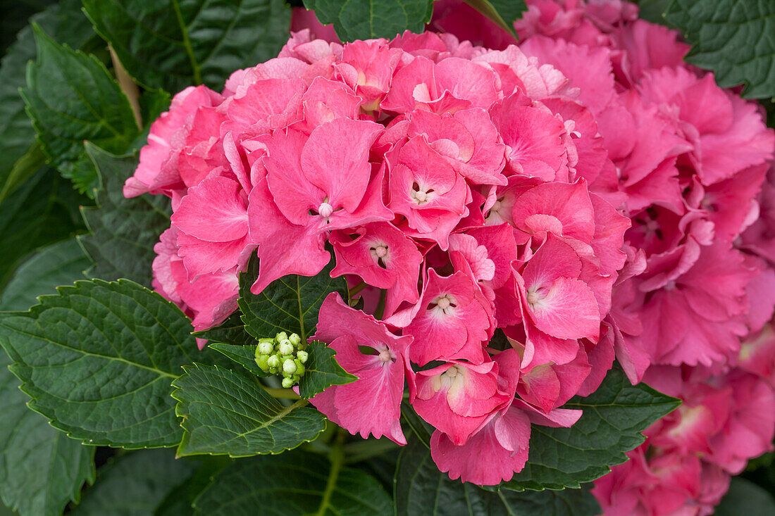 Hydrangea macrophylla 'Magical Garnet'®