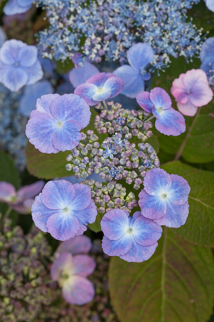 Hydrangea serrata 'Veerle'