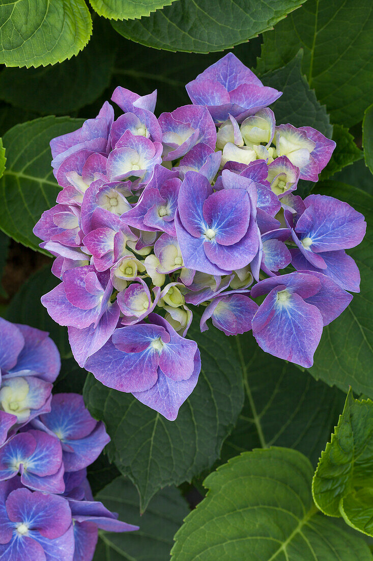 Hydrangea macrophylla 'Blue Heaven'®