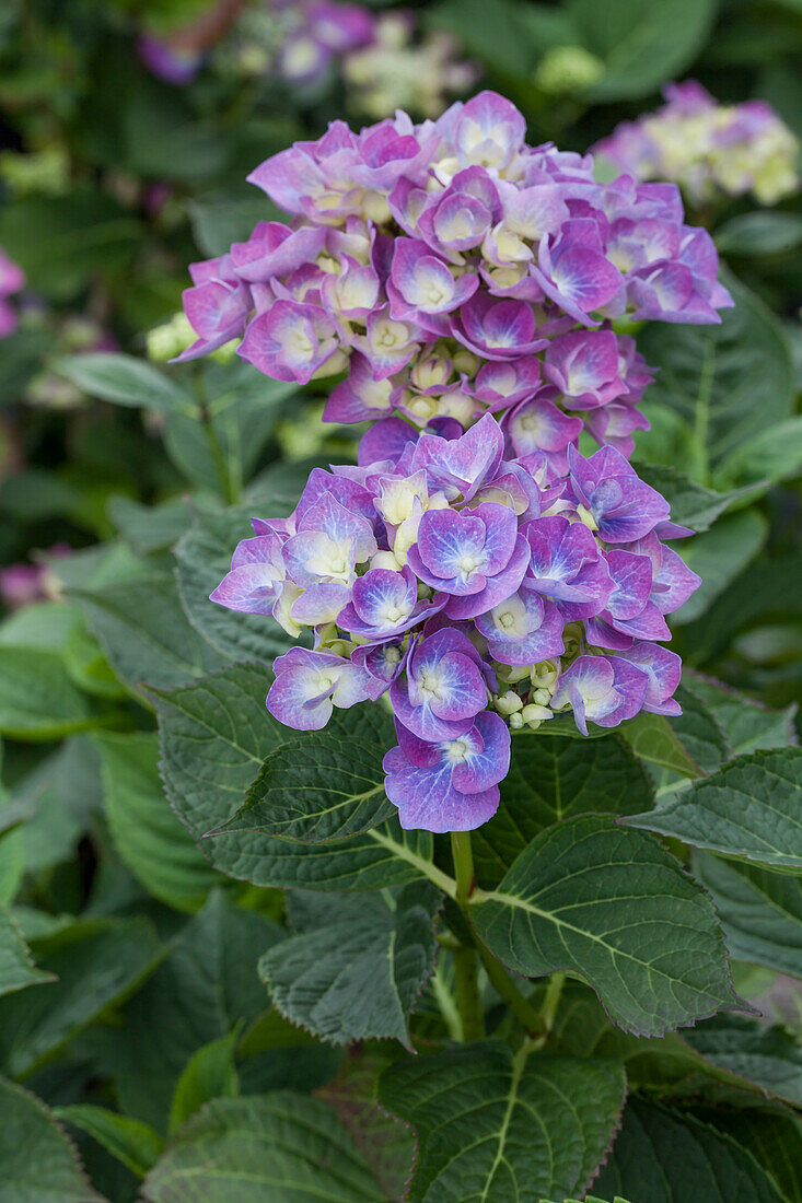 Hydrangea macrophylla 'Blue Heaven'®