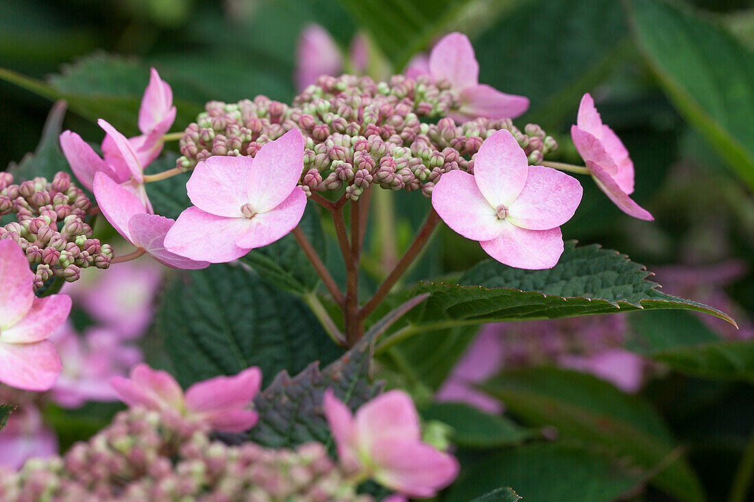 Hydrangea serrata 'Koreana'