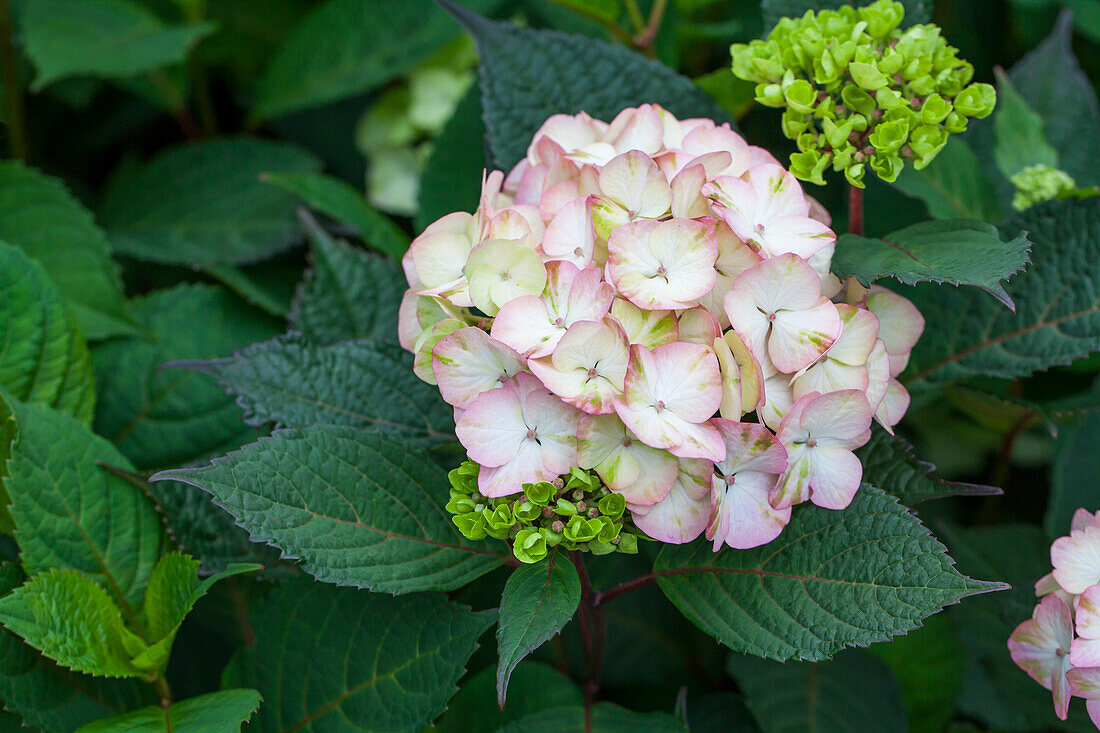 Hydrangea serrata 'Preziosa'