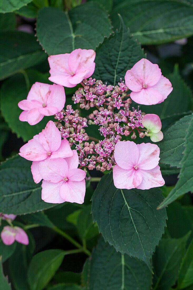 Hydrangea serrata 'Koreana', violet