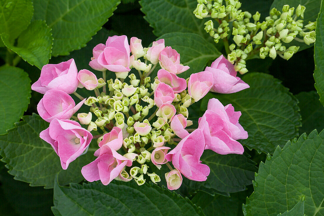 Hydrangea macrophylla 'Mirage'