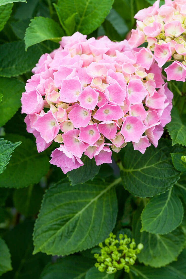 Hydrangea macrophylla 'Bela'(s), rosa