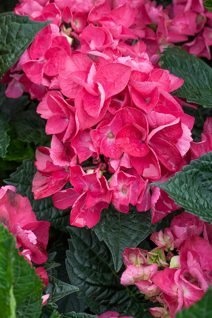 Hydrangea macrophylla Merveille Sanguine