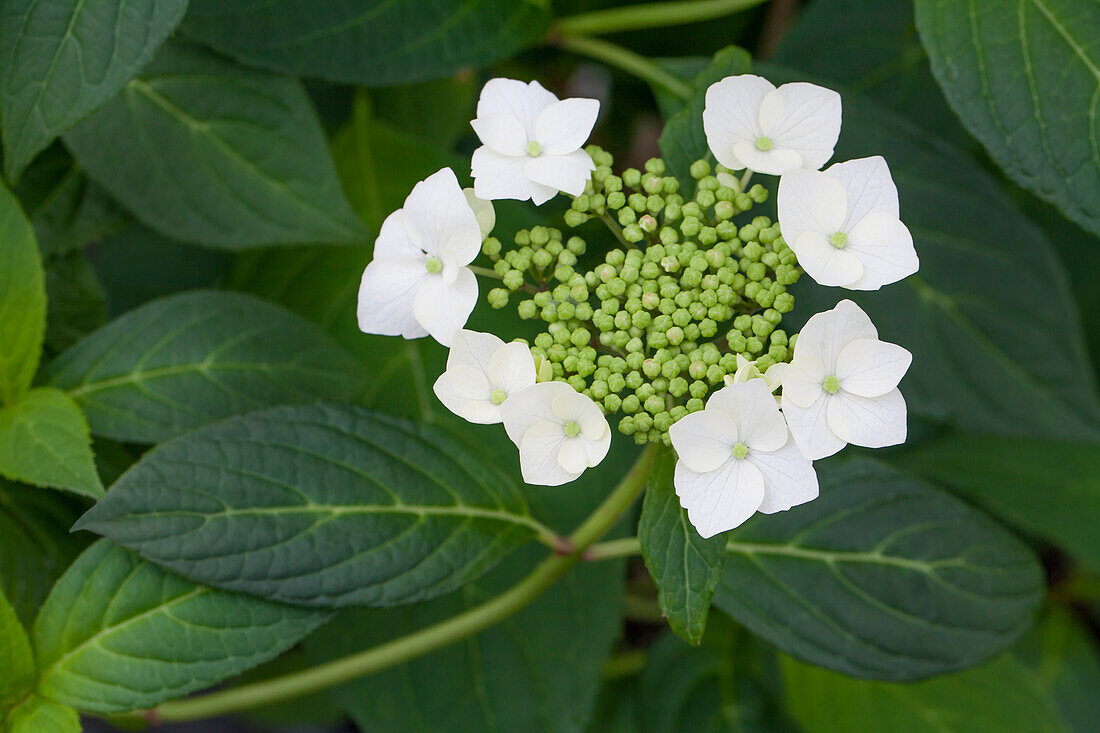 Hydrangea serrata 'Shiro gaku'