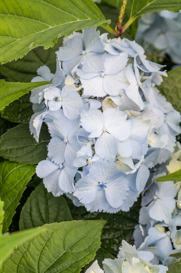 Hydrangea serrata 'Blue Deckle'