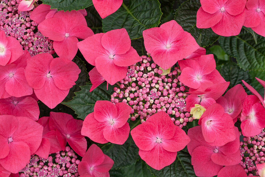 Hydrangea macrophylla 'Cardinal