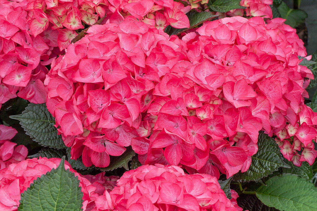 Hydrangea macrophylla 'Red Angel'®