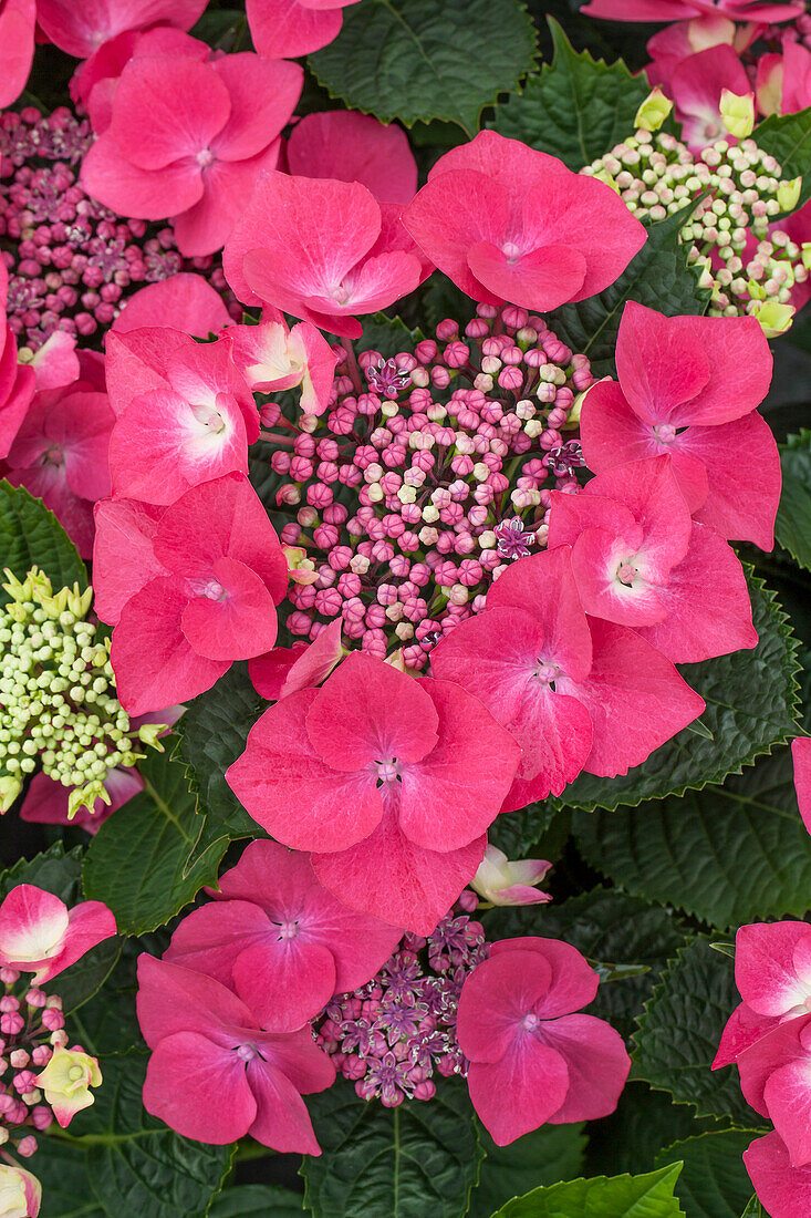 Hydrangea macrophylla 'Kardinal'