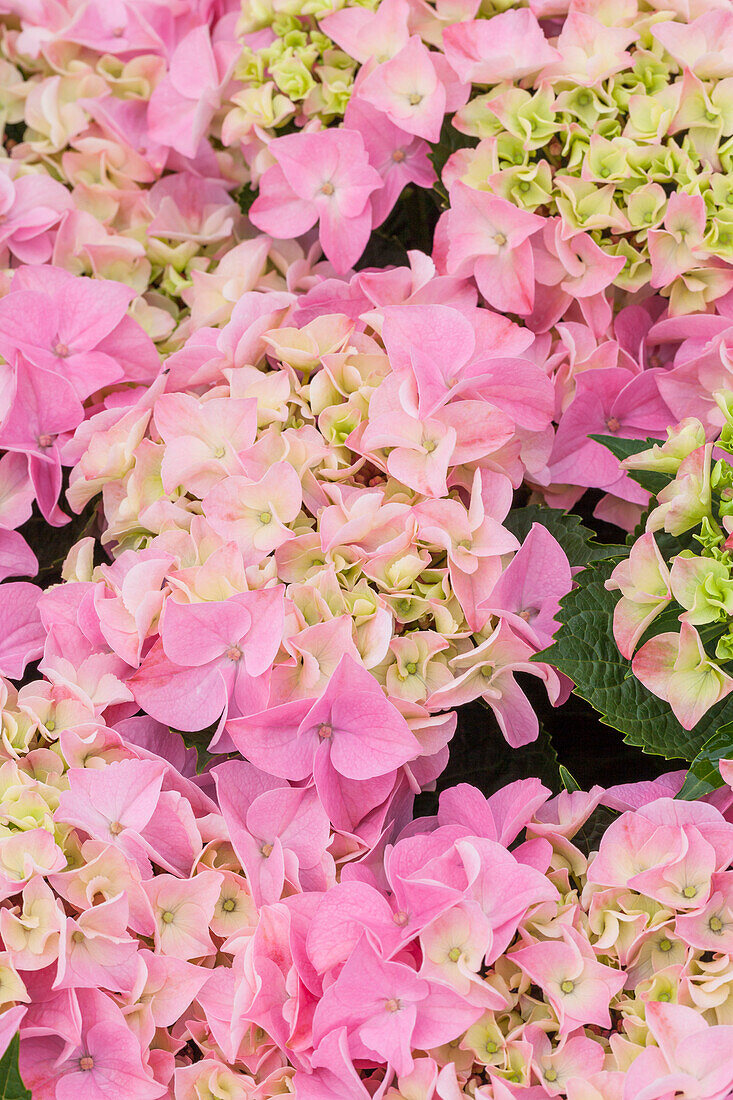 Hydrangea macrophylla 'Mirage'