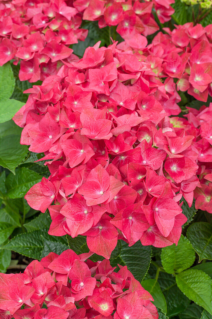 Hydrangea macrophylla 'Green Shadow'(s)