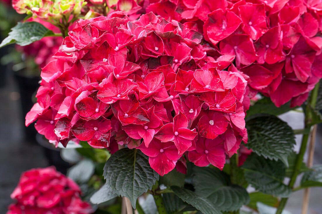 Hydrangea macrophylla 'Magical Ruby Red'®