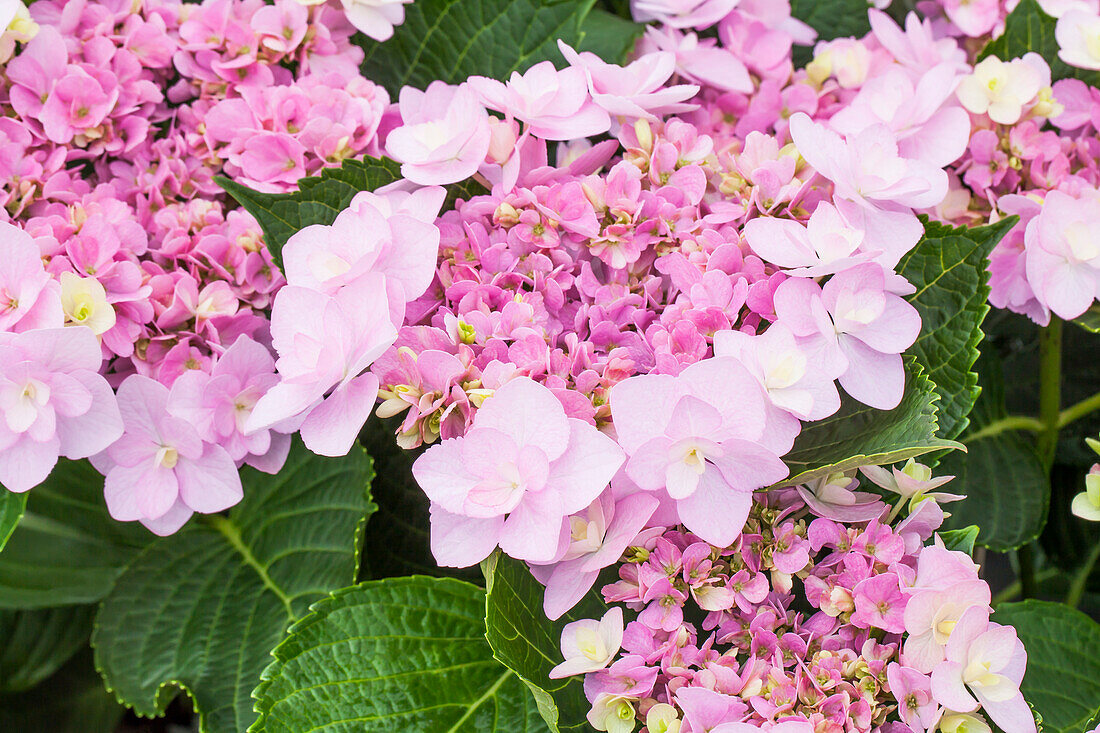 Hydrangea macrophylla You & Me 'Forever'®