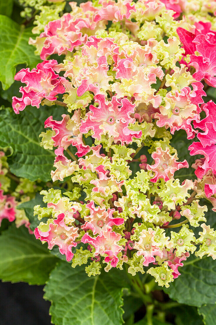 Hydrangea macrophylla 'Curly® Sparkle Red'