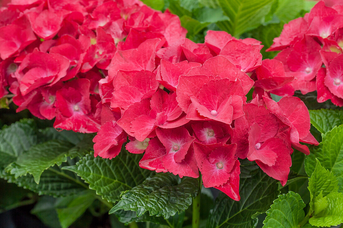 Hydrangea macrophylla 'Red Angel'®