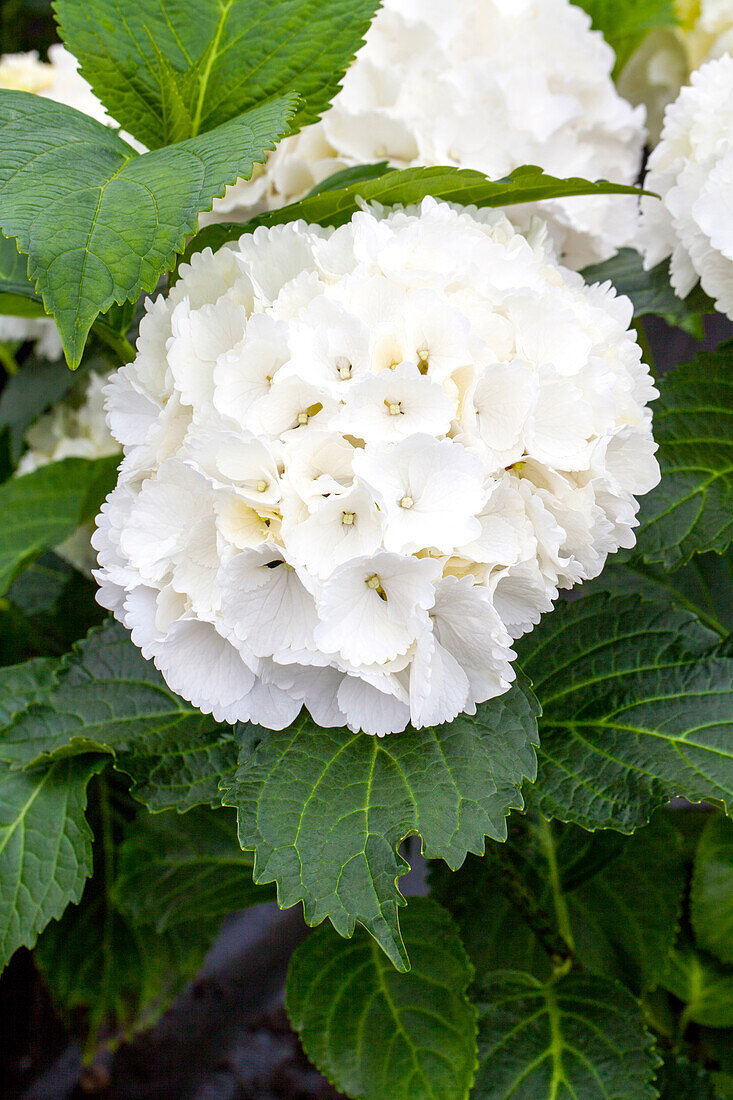 Hydrangea macrophylla 'Schneeball'(s)