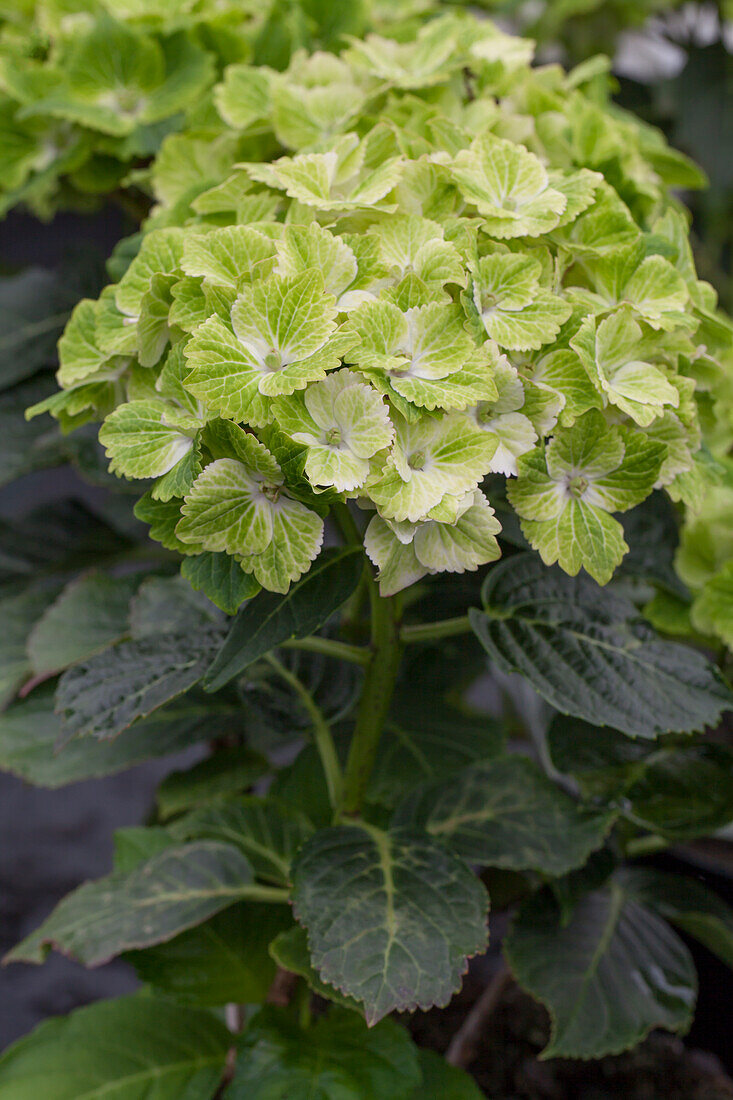 Hydrangea macrophylla 'Magical Summergreen'®