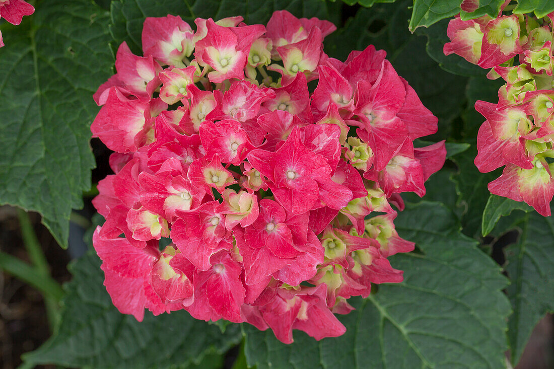 Hydrangea macrophylla 'Saxon® Bastei'