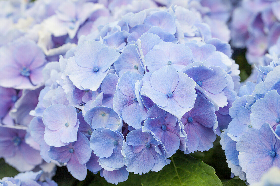 Hydrangea macrophylla 'Homigo'®