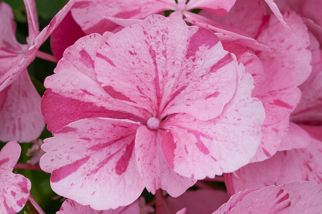 Hydrangea macrophylla 'Sweet Fantasy'®