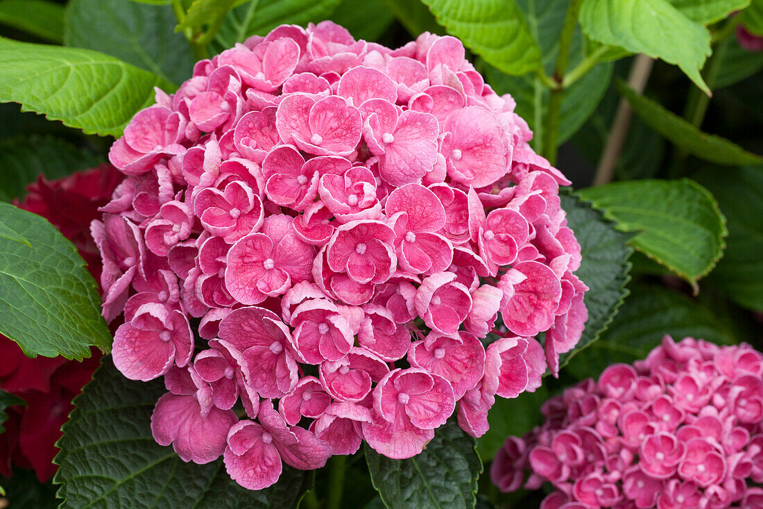 Hydrangea macrophylla 'Hopcorn'®, pink