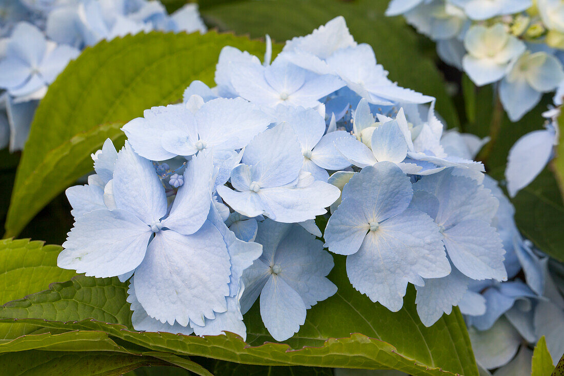 Hydrangea serrata 'Blue Deckle' pink