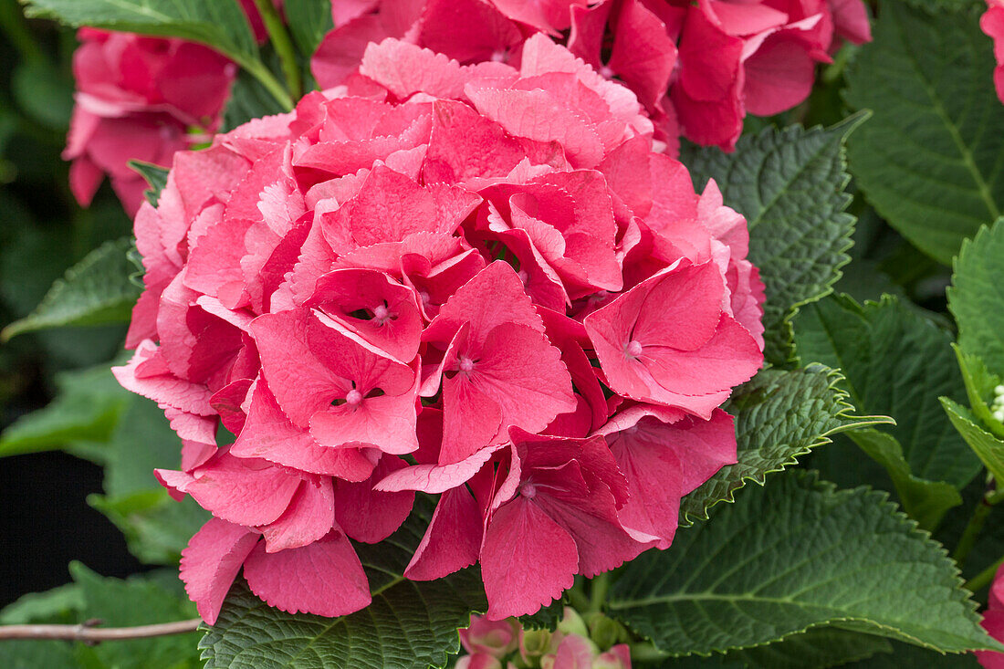 Hydrangea macrophylla 'Schöne Bautznerin