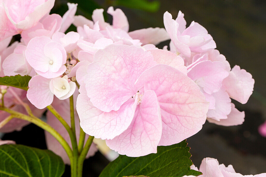 Hydrangea macrophylla 'Hobella'®