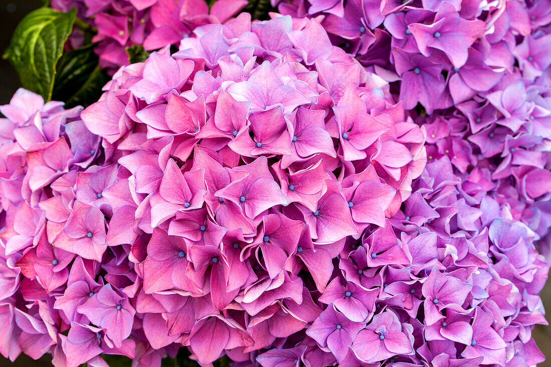 Hydrangea macrophylla 'Hobergine'®